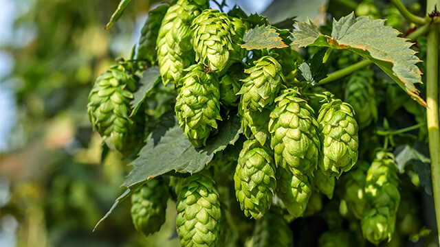 Hop cones growing on plant